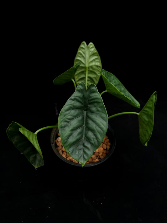 alocasia puncakborneensis sale Singapore potted plant elephant ear
