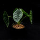 alocasia puncakborneensis sale Singapore potted plant elephant ear
