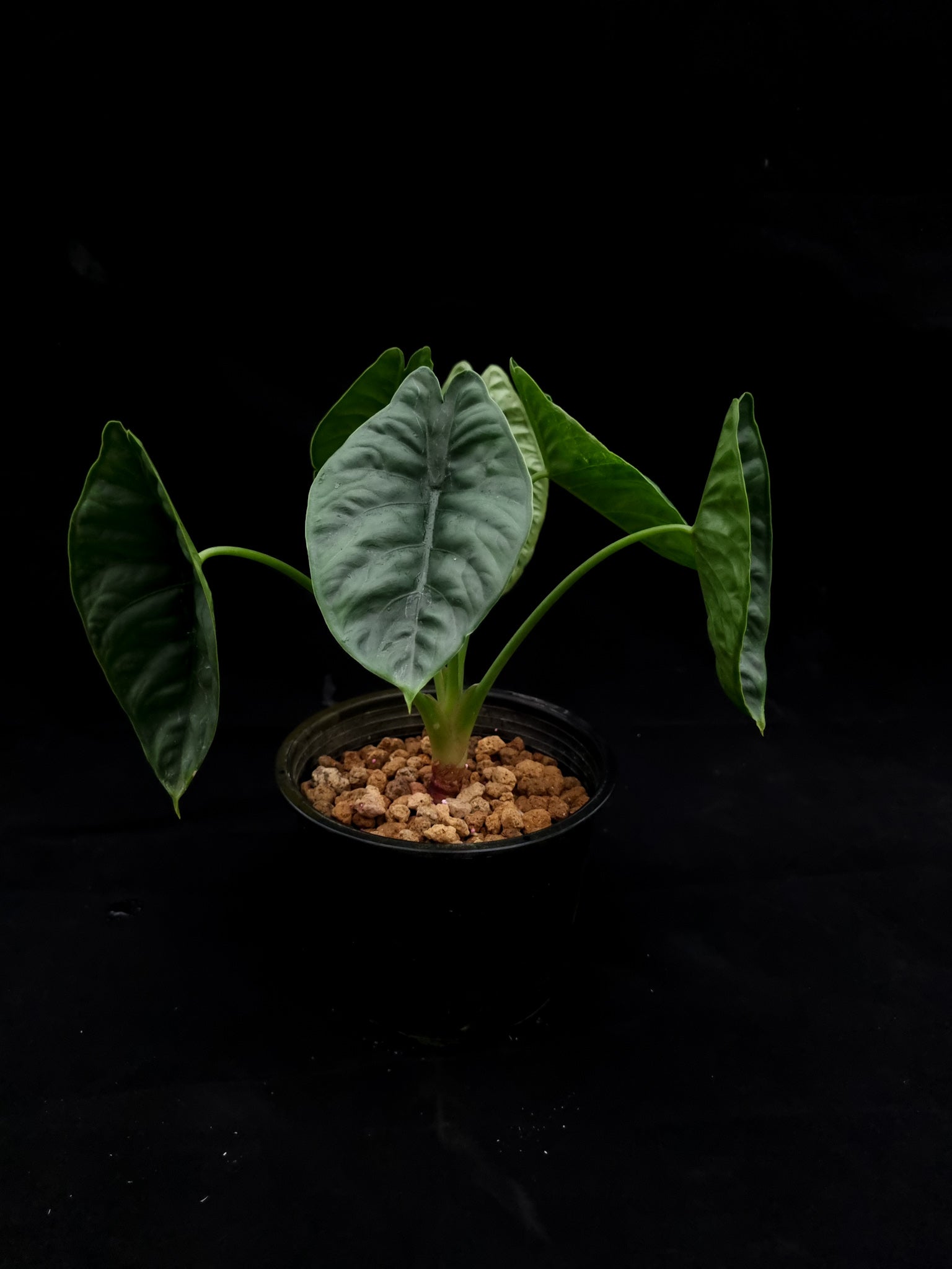 alocasia puncakborneensis sale Singapore potted plant elephant ear
