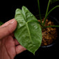 alocasia puncakborneensis sale Singapore potted plant elephant ear