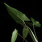 rare alocasia sp bukidnon sale Singapore potted plant