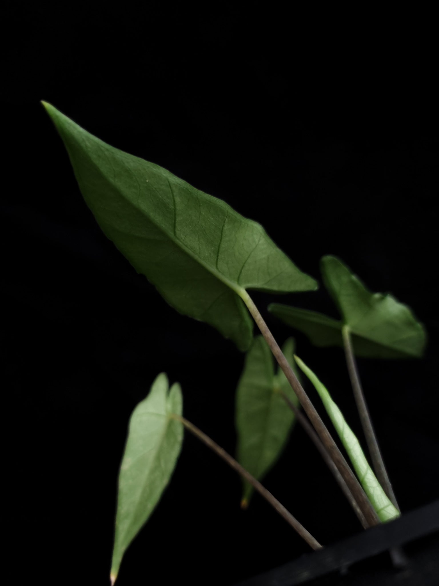 rare alocasia sp bukidnon sale Singapore potted plant