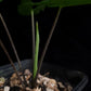 rare alocasia sp bukidnon sale Singapore potted plant