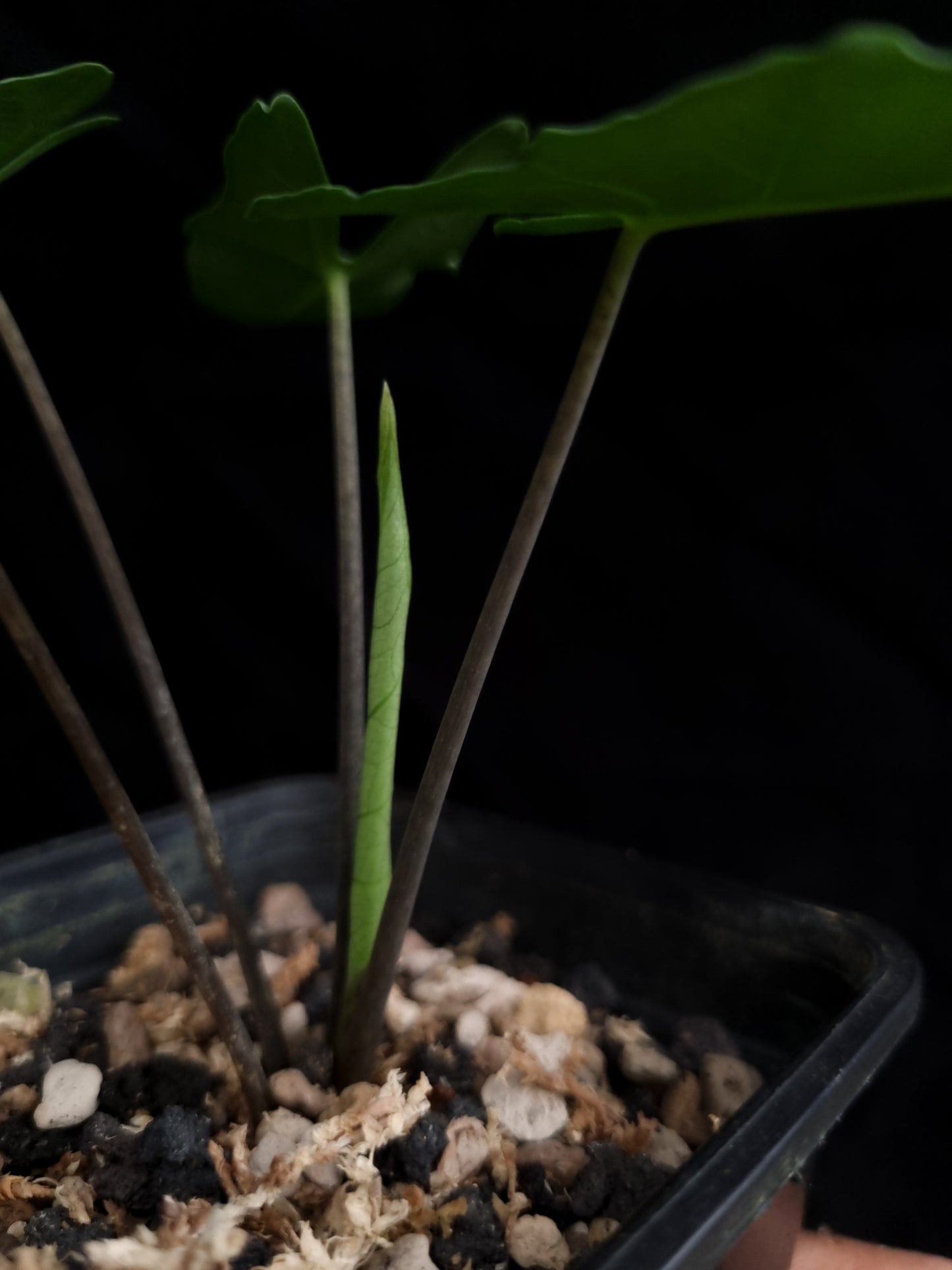 rare alocasia sp bukidnon sale Singapore potted plant