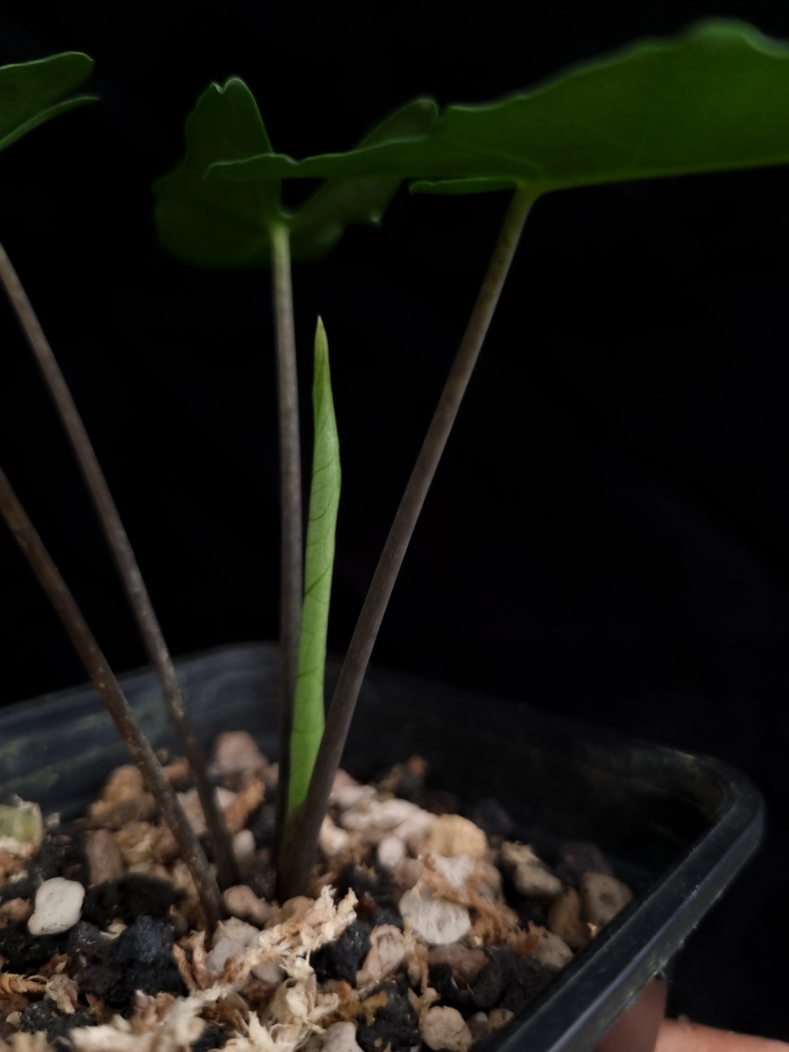 rare alocasia sp bukidnon sale Singapore potted plant