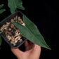 rare alocasia sp bukidnon sale Singapore potted plant