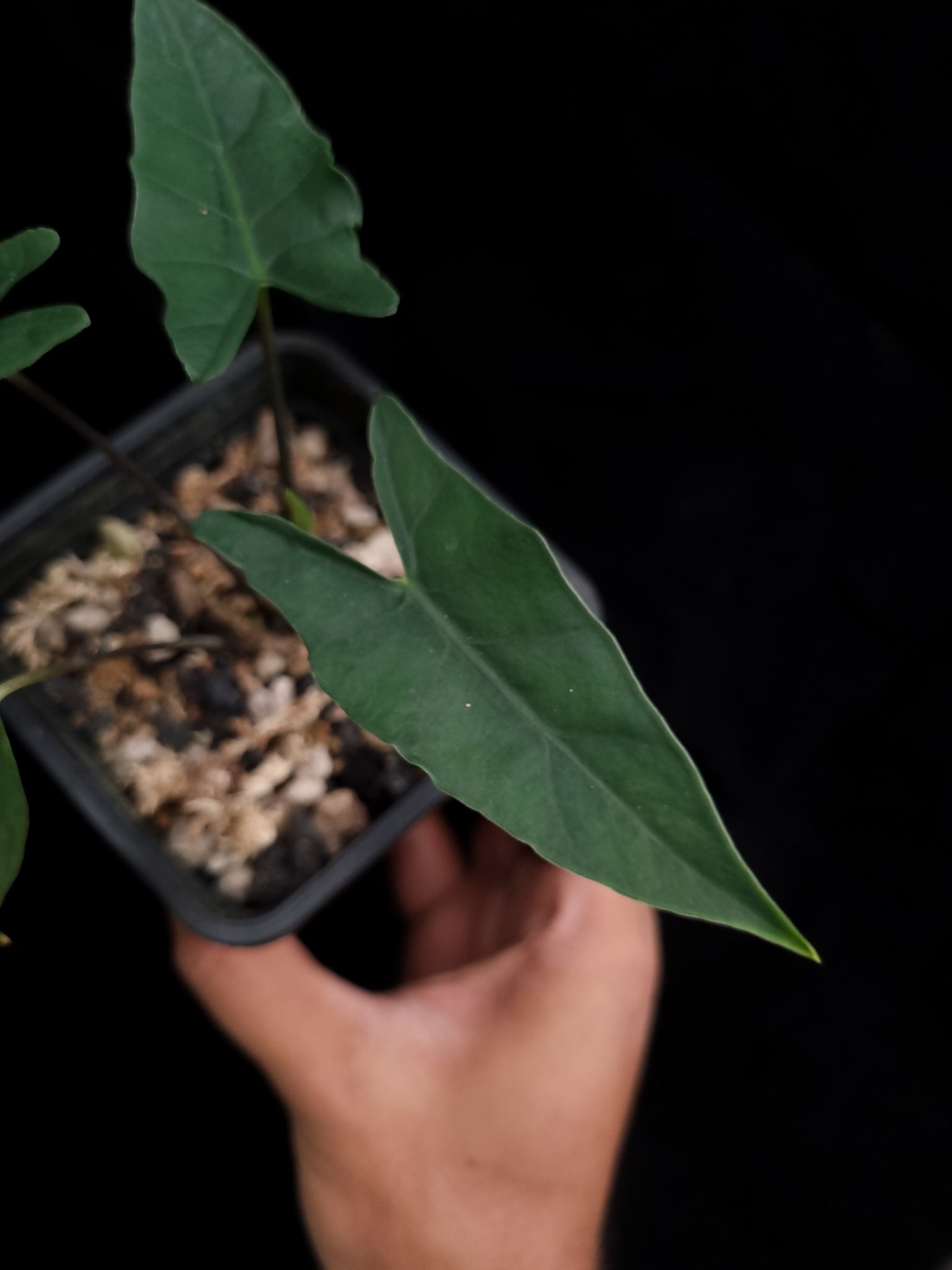 rare alocasia sp bukidnon sale Singapore potted plant