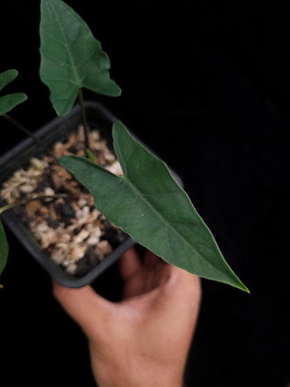 rare alocasia sp bukidnon sale Singapore potted plant
