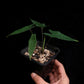 rare alocasia sp bukidnon sale Singapore potted plant