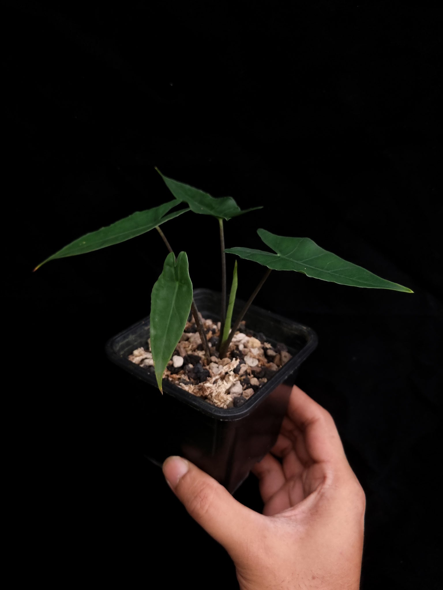 rare alocasia sp bukidnon sale Singapore potted plant