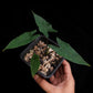 rare alocasia sp bukidnon sale Singapore potted plant