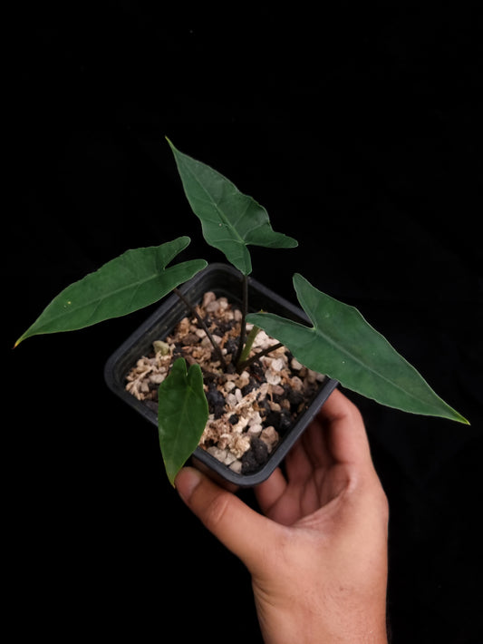 rare alocasia sp bukidnon sale Singapore potted plant