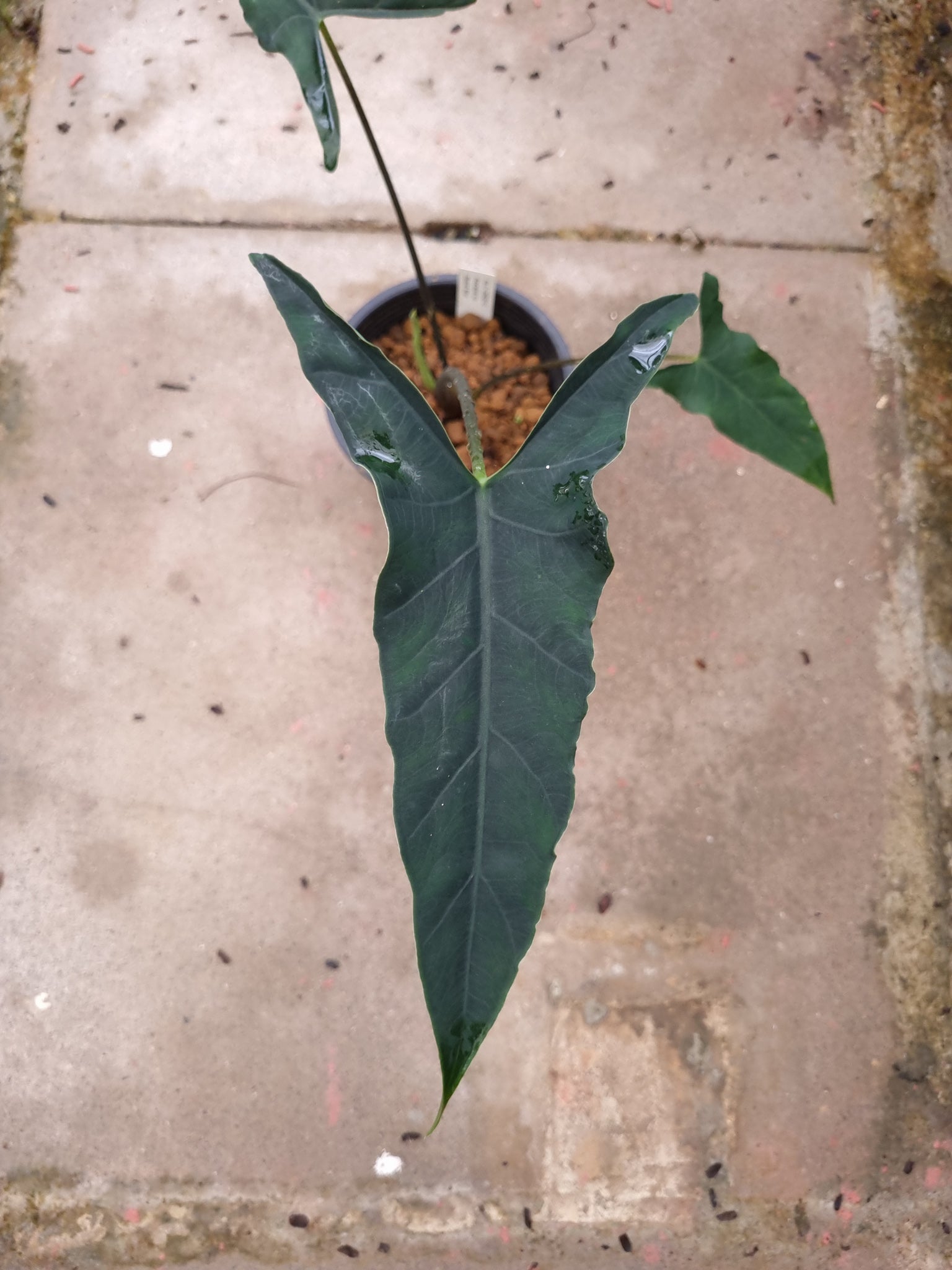 rare alocasia sp bukidnon sale Singapore potted plant
