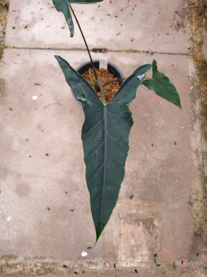 rare alocasia sp bukidnon sale Singapore potted plant