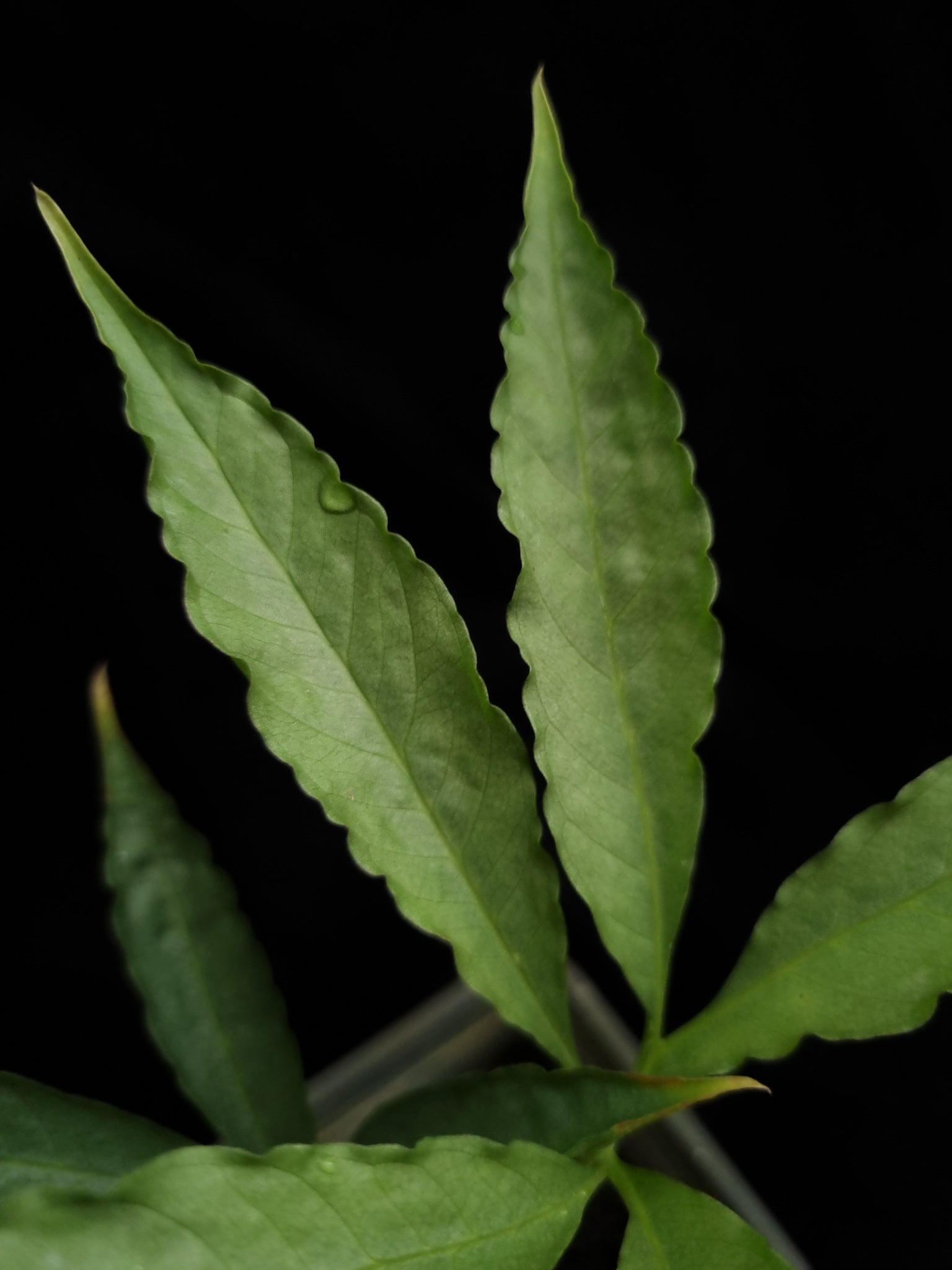 amorphophallus bufo seed grown sale Singapore potted plant 