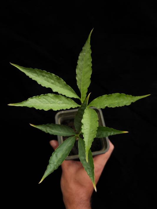 amorphophallus bufo seed grown sale Singapore potted plant 