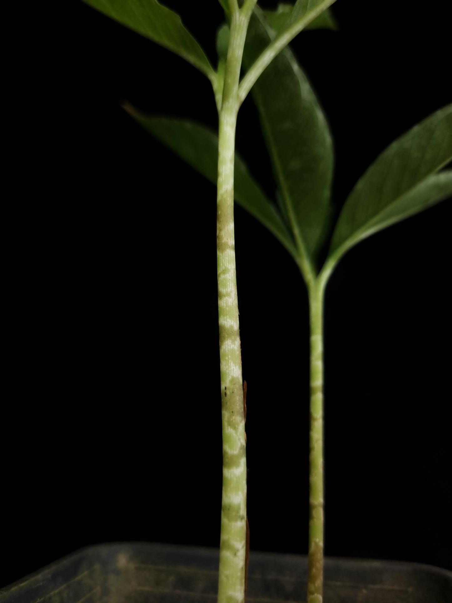 amorphophallus bufo seed grown sale Singapore potted plant 