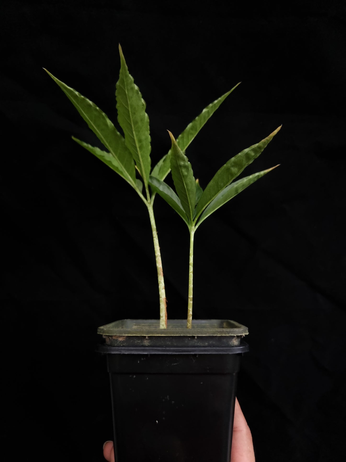 amorphophallus bufo seed grown sale Singapore potted plant 