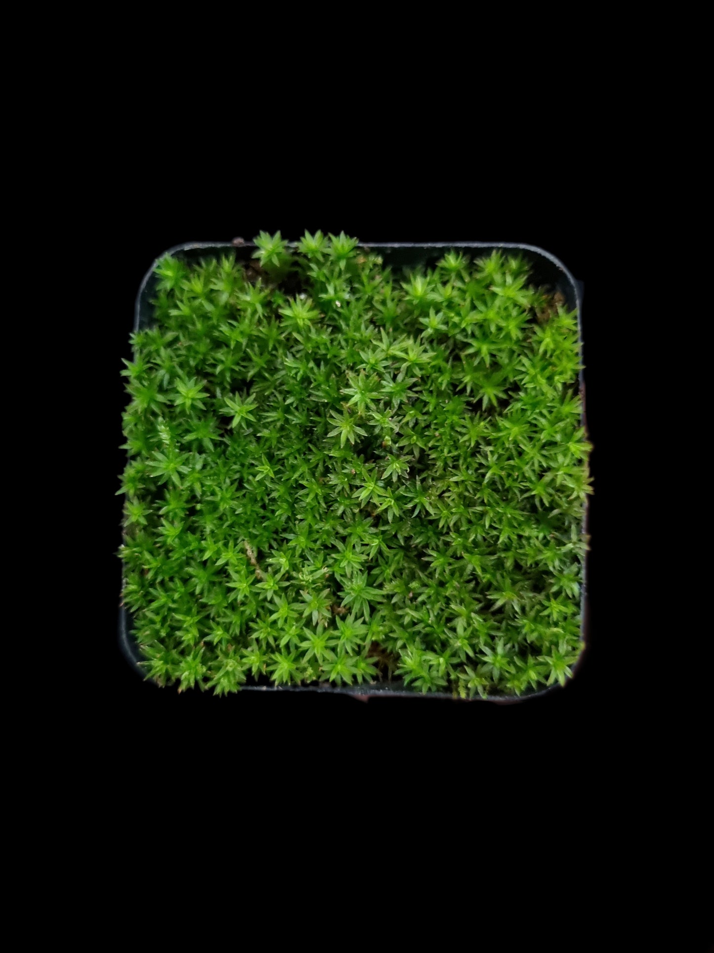 atrichum yakushimense rare haircap moss terrarium paludarium sale Singapore potted plants