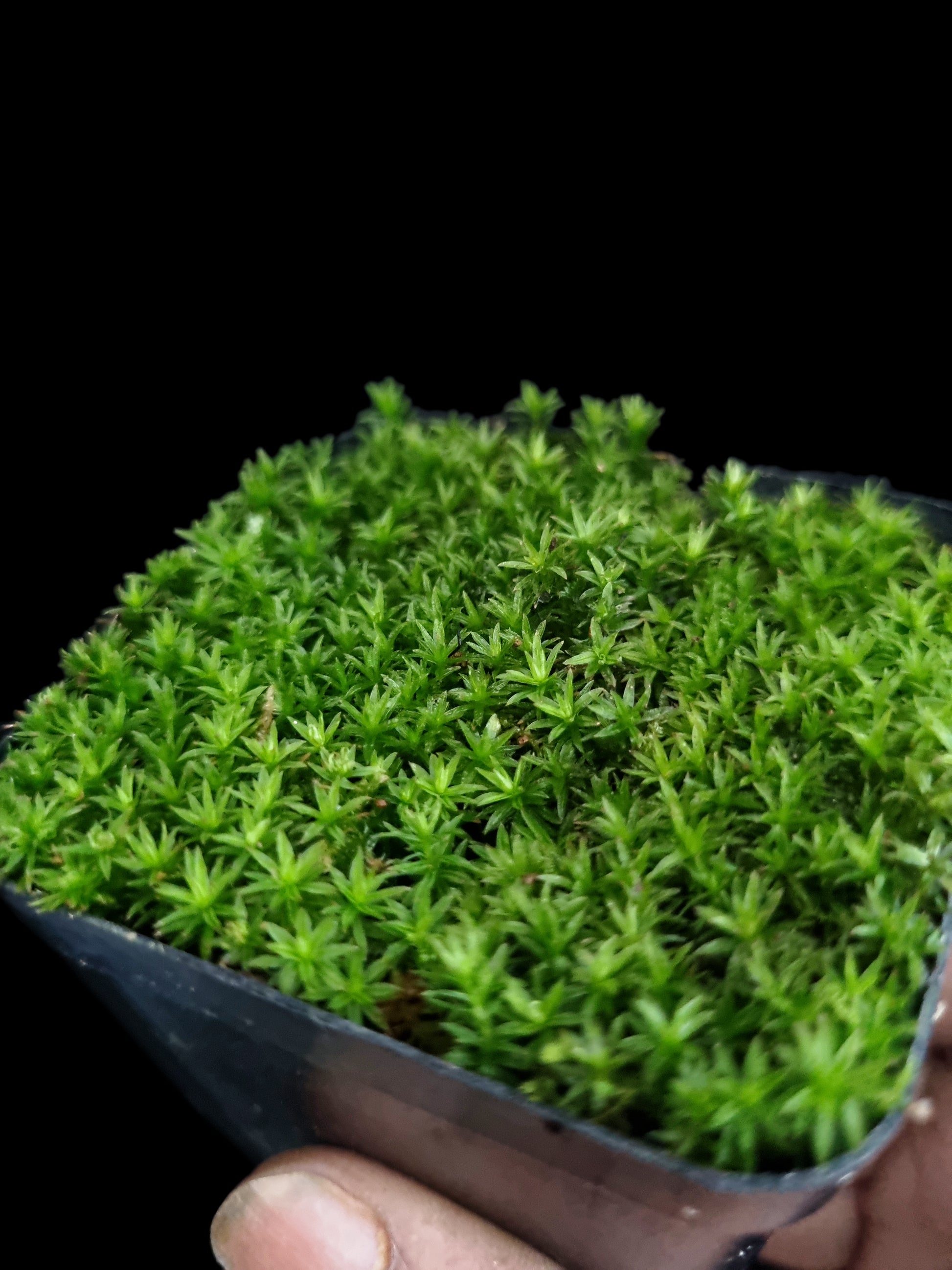 atrichum yakushimense rare haircap moss terrarium paludarium sale Singapore potted plants