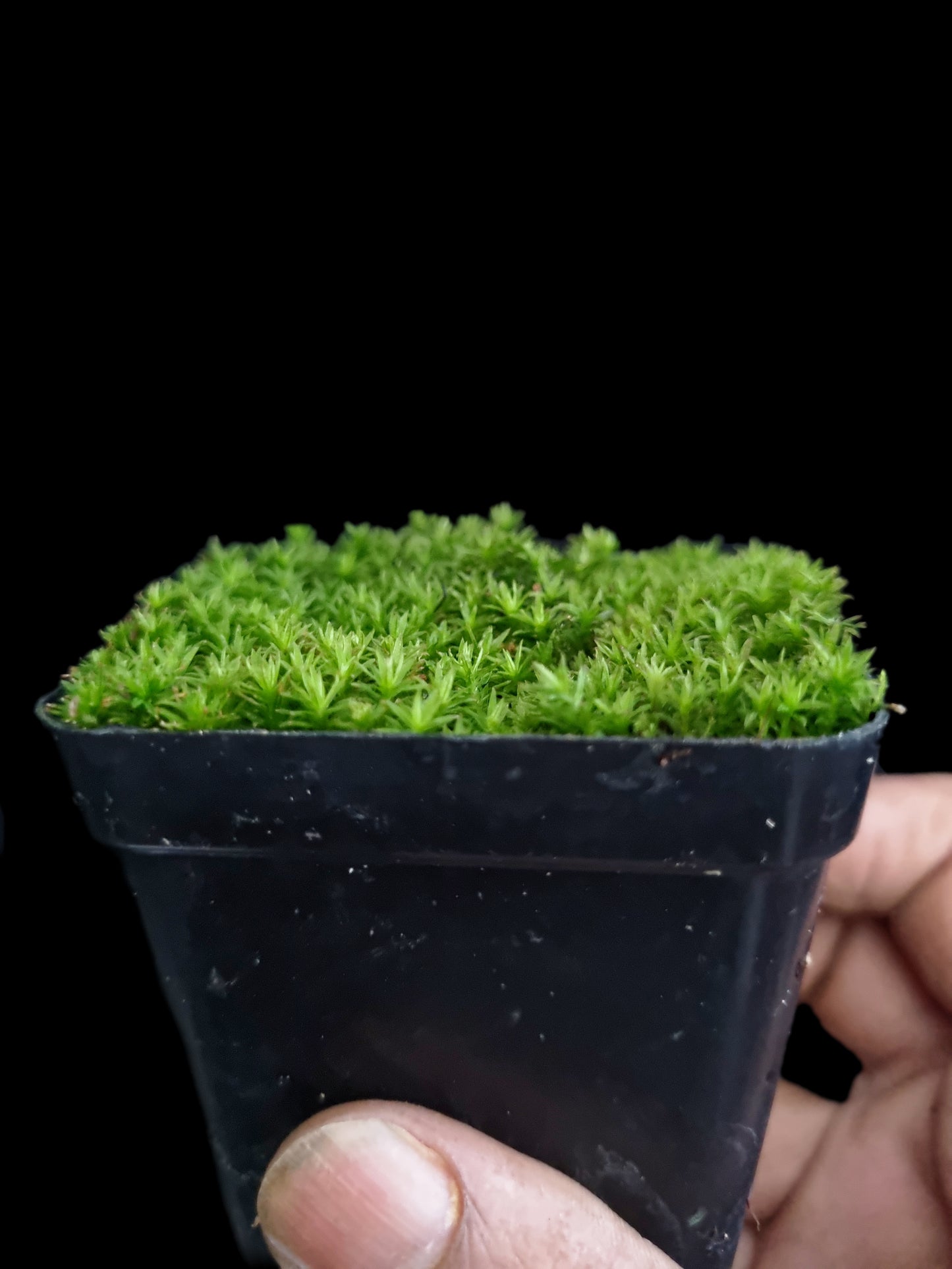 atrichum yakushimense rare haircap moss terrarium paludarium sale Singapore potted plants