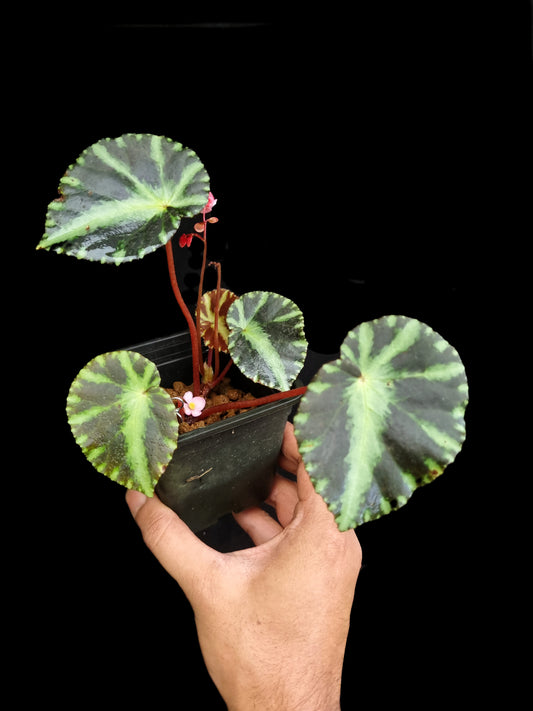 begonia cleopatrae sale Singapore potted plant