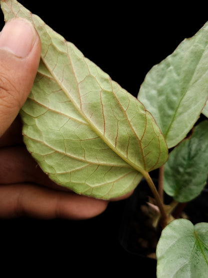 Begonia hatacoa silver sale Singapore potted plant leaf abaxial