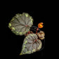 Begonia ignita potted plant sale Singapore top view