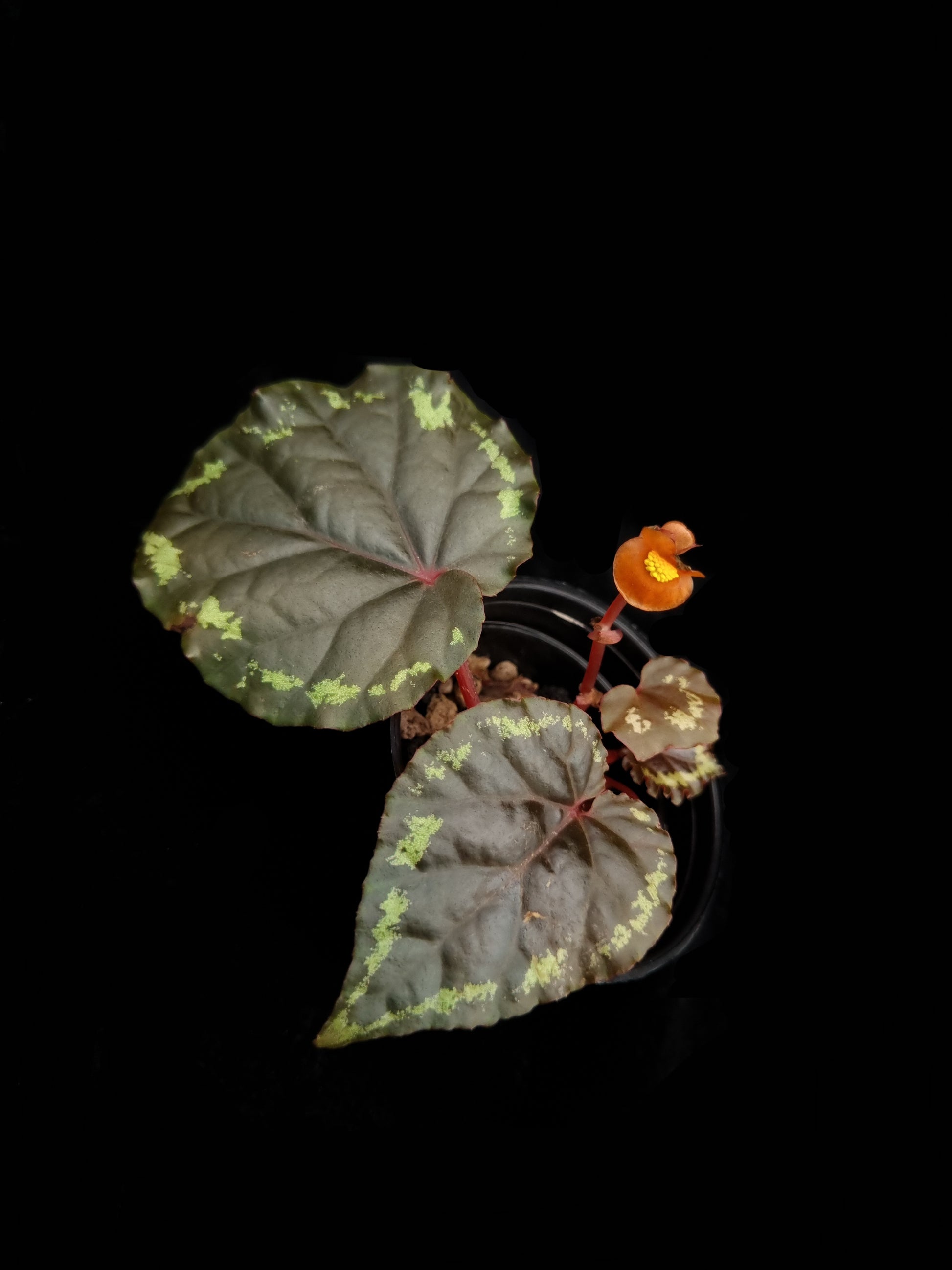 Begonia ignita potted plant sale Singapore top view