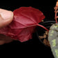 Begonia ignita potted plant sale Singapore leaf abaxial 