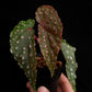 begonia malachosticta sale Singapore potted plant