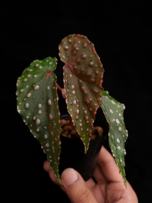 begonia malachosticta sale Singapore potted plant