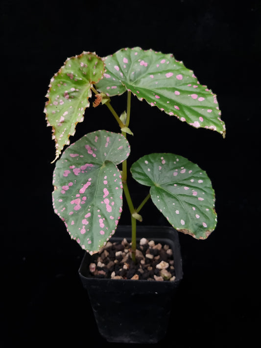 pink begonia negrosensis sale Singapore potted plants terrarium paludarium 