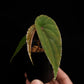 begonia nothobaramensis rare sale Singapore potted plant