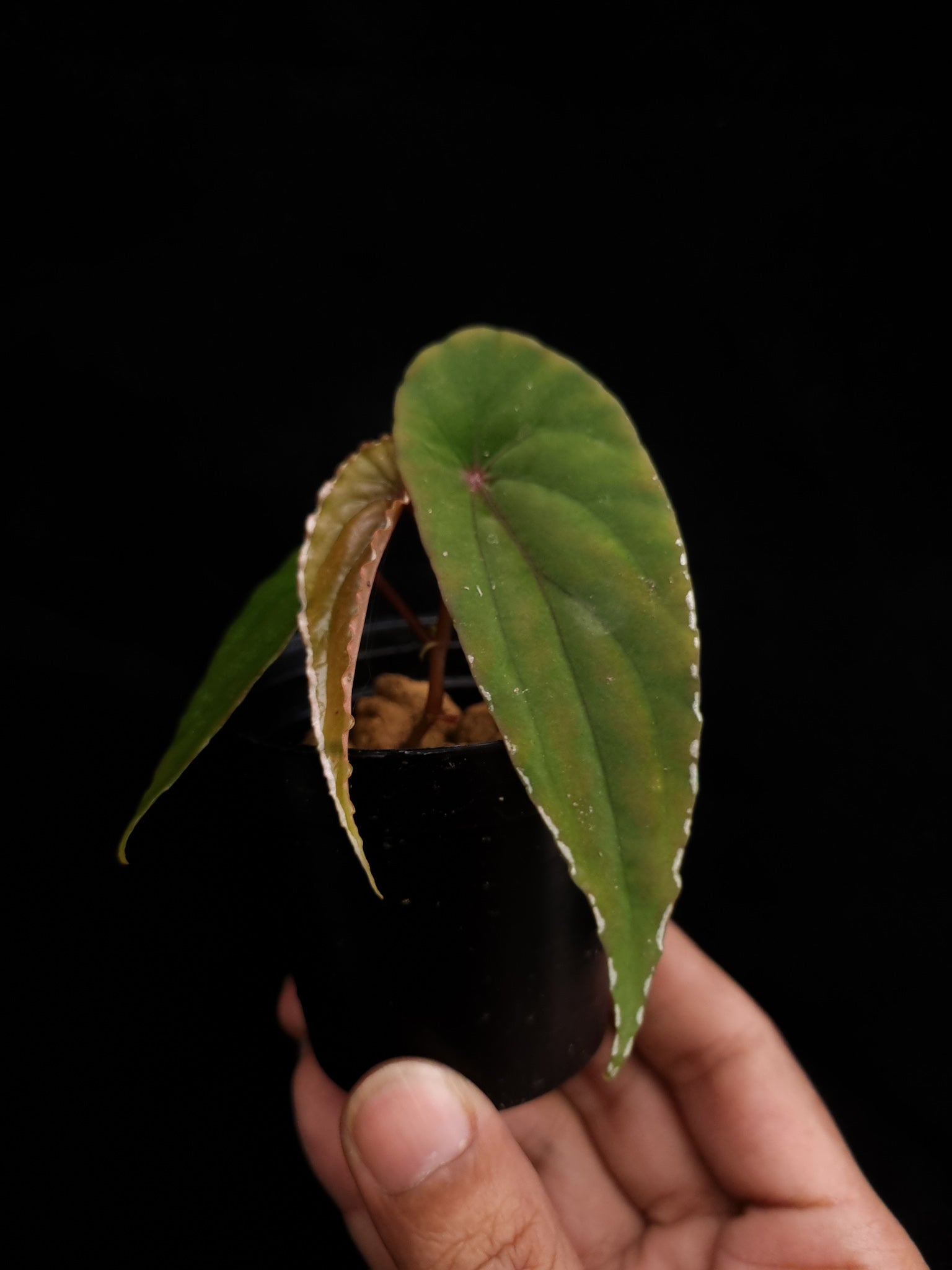 begonia nothobaramensis rare sale Singapore potted plant