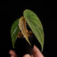 begonia nothobaramensis rare sale Singapore potted plant