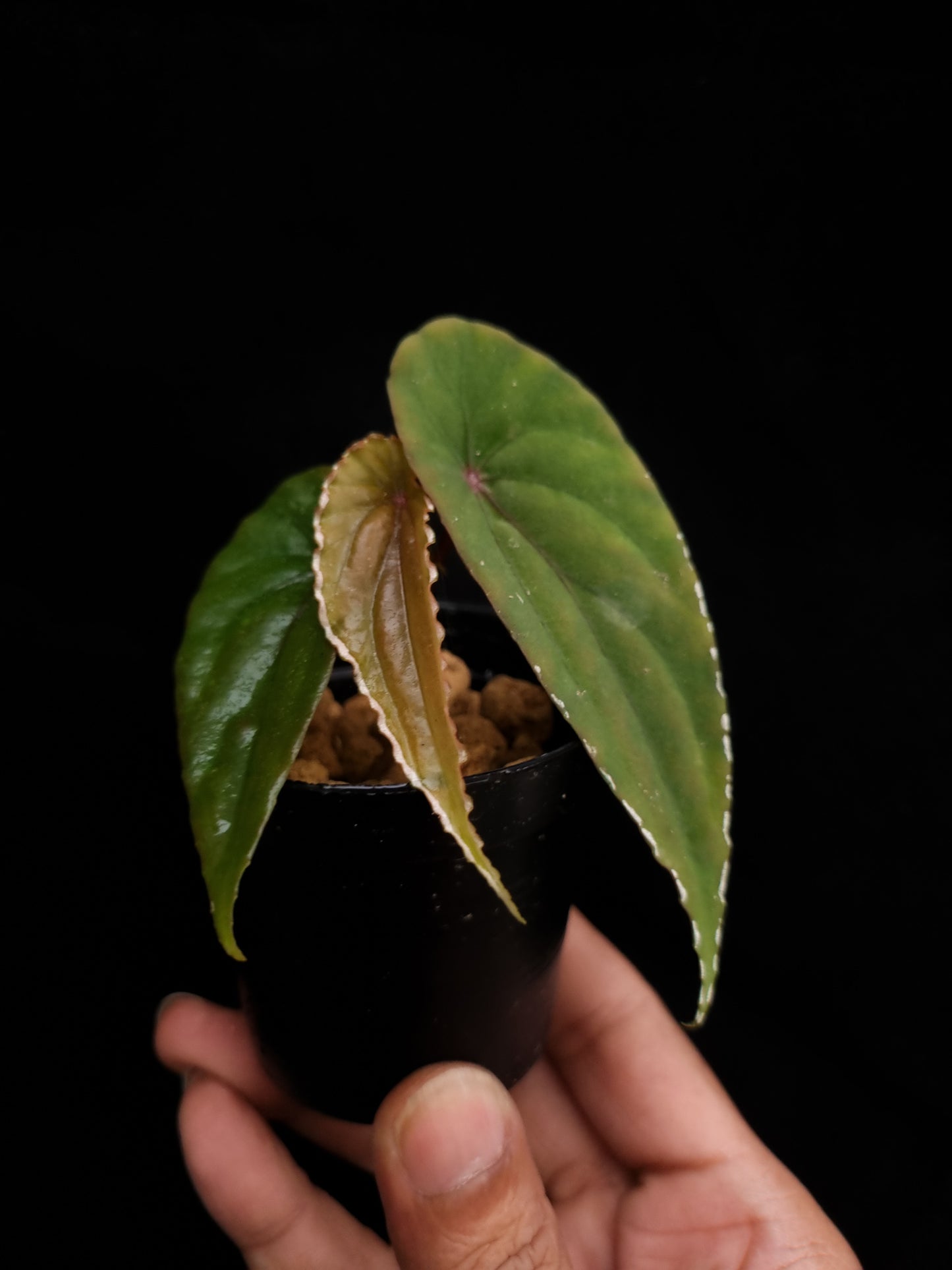 begonia nothobaramensis rare sale Singapore potted plant