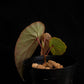 begonia nothobaramensis rare sale Singapore potted plant