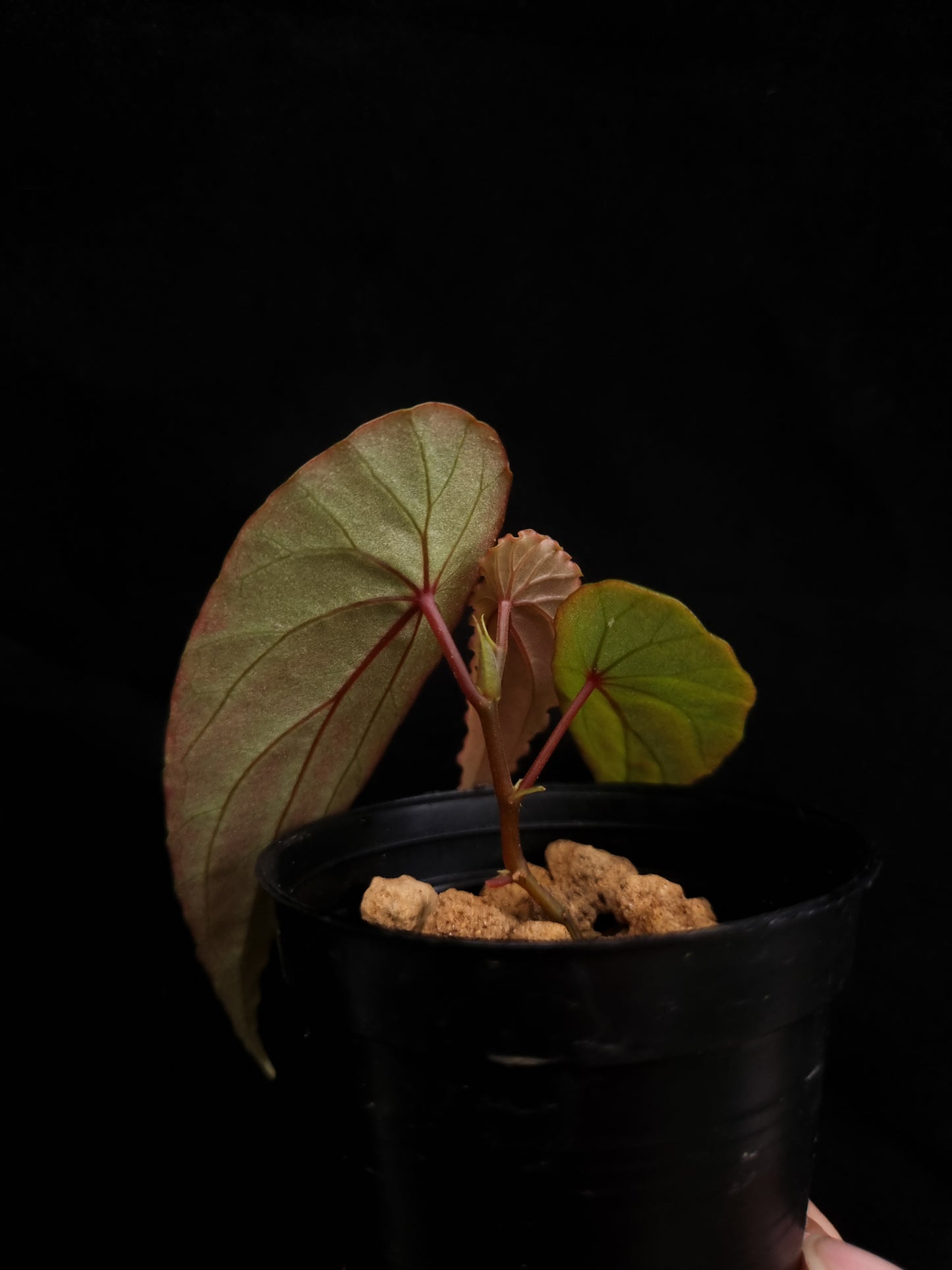 begonia nothobaramensis rare sale Singapore potted plant
