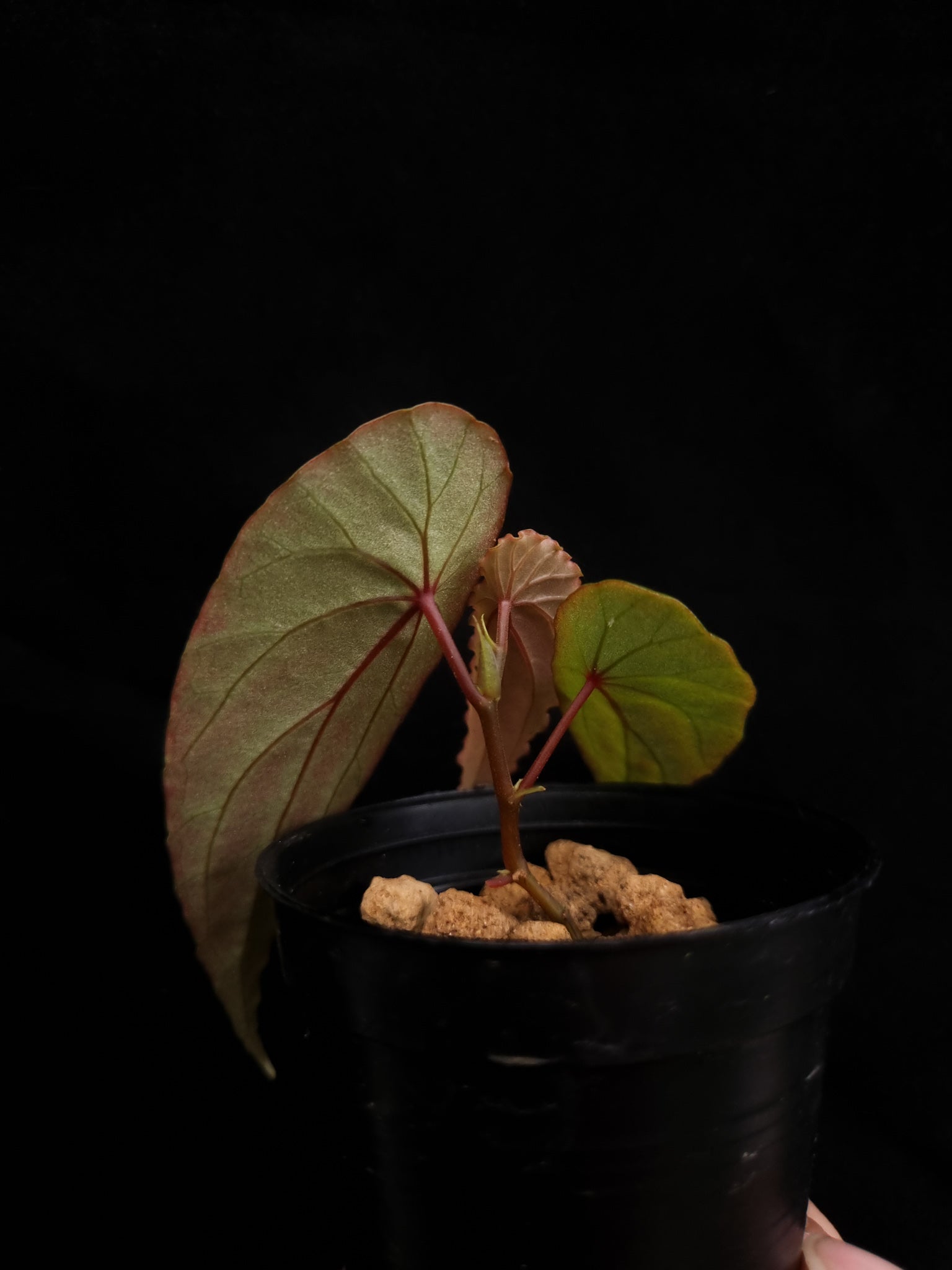 begonia nothobaramensis rare sale Singapore potted plant