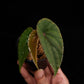 begonia nothobaramensis rare sale Singapore potted plant