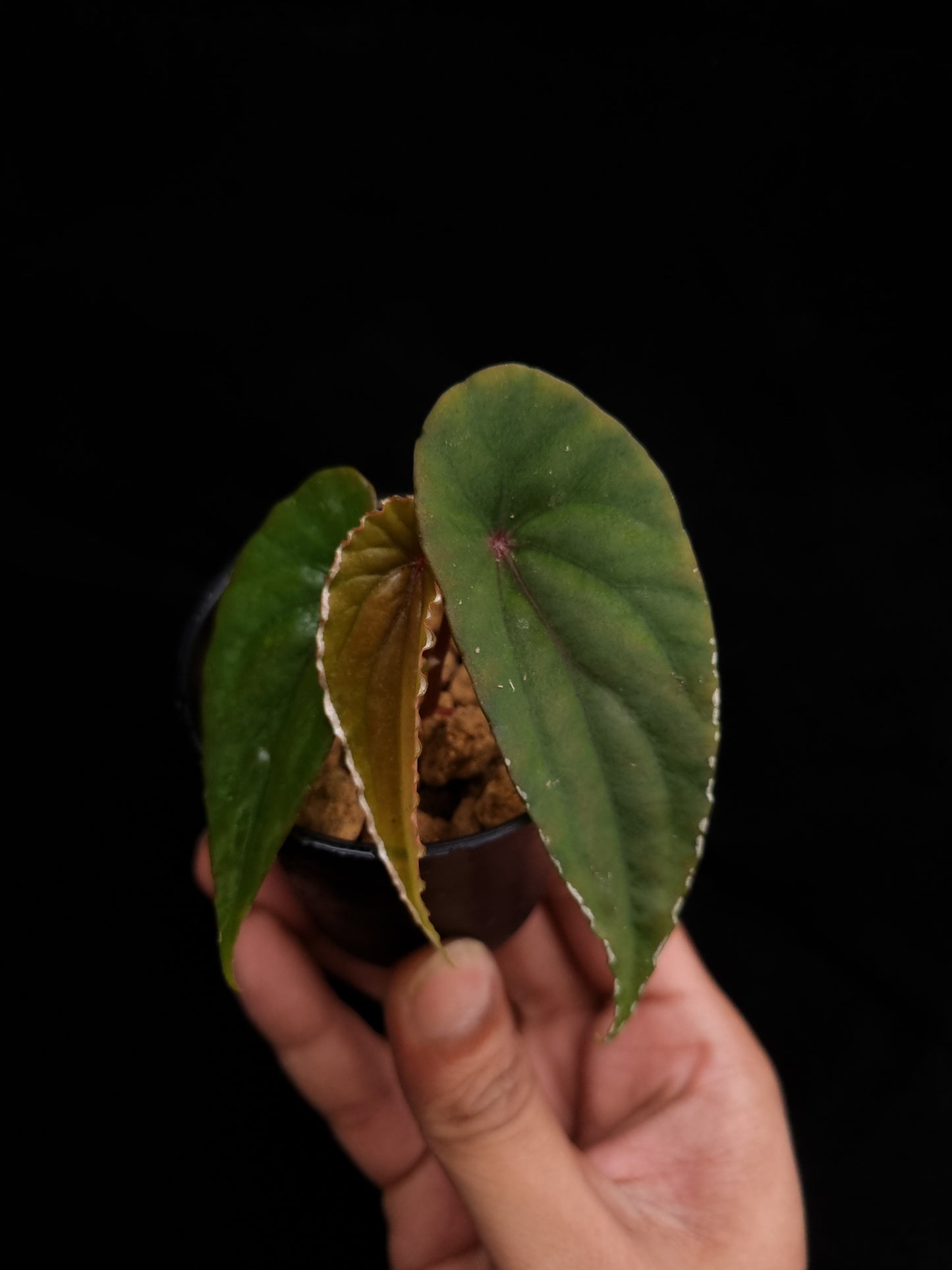 begonia nothobaramensis rare sale Singapore potted plant