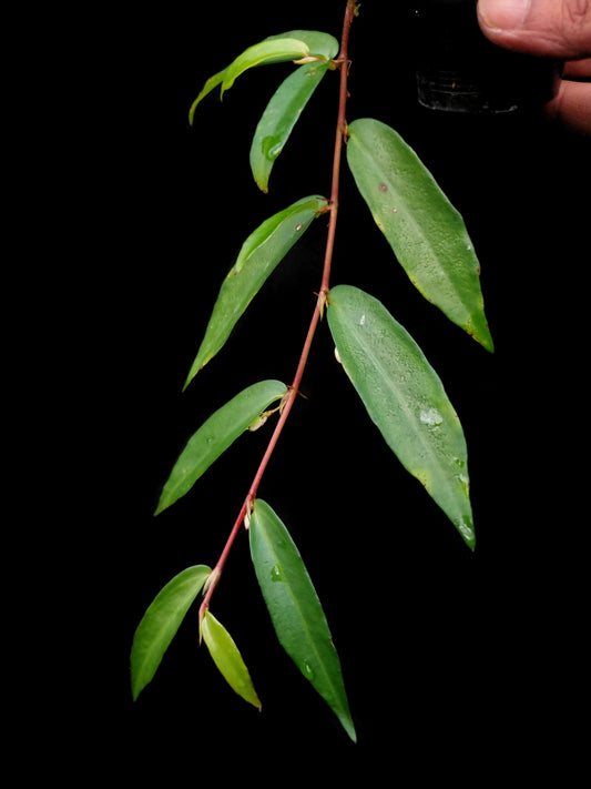 begonia oxyanthera sale Singapore potted plant side view 