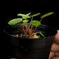 Begonia vankerckhovenii potted plant sale Singapore side view