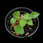 Begonia vankerckhovenii potted plant sale Singapore top view