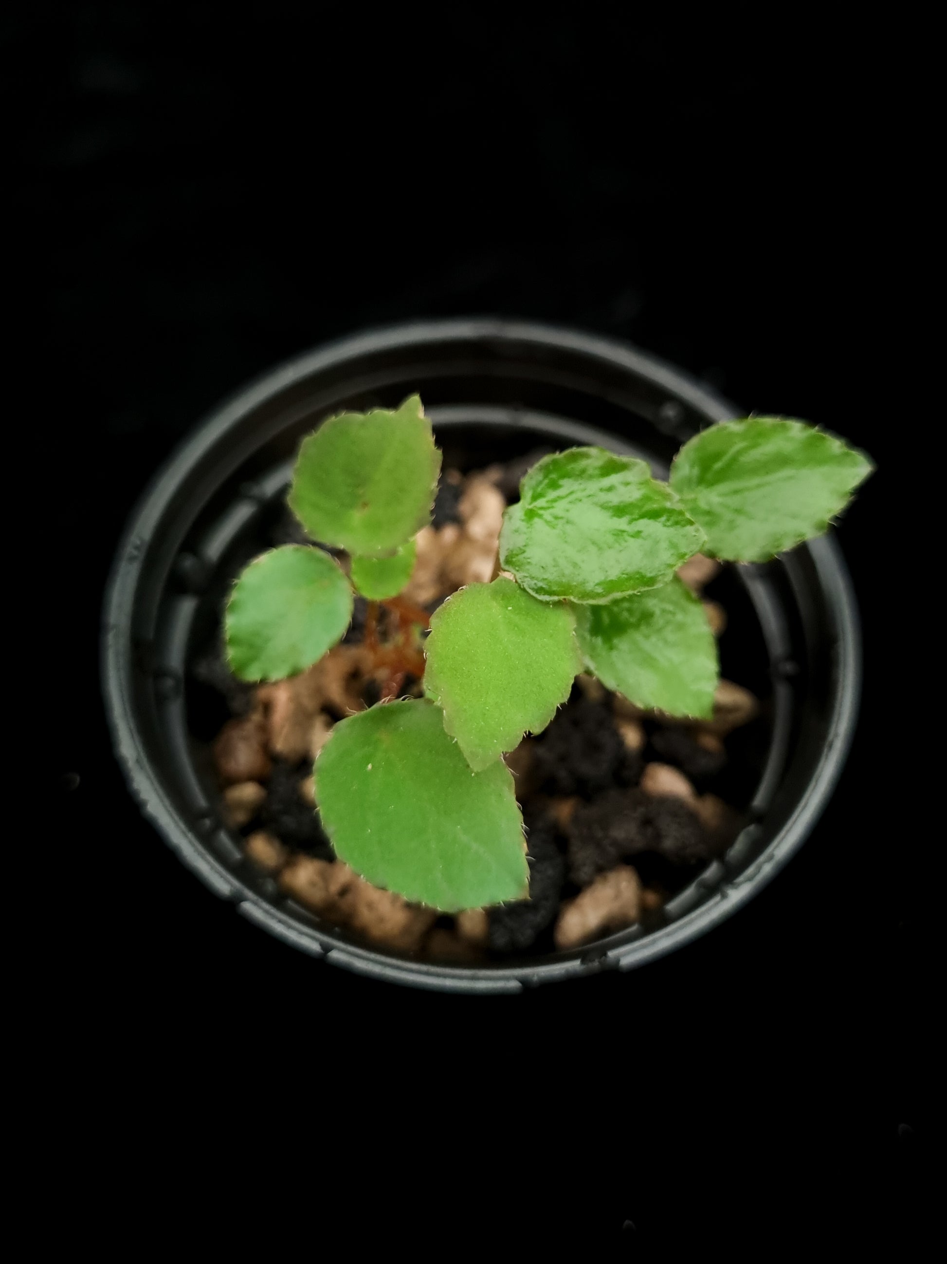 Begonia vankerckhovenii potted plant sale Singapore top view