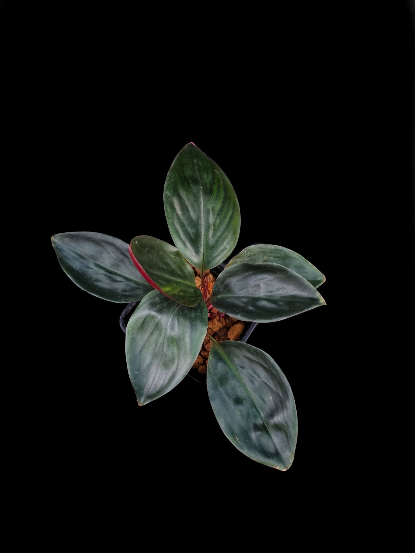 Boesenbergia ornamental ginger jungle terrarium plants sale Singapore potted plant