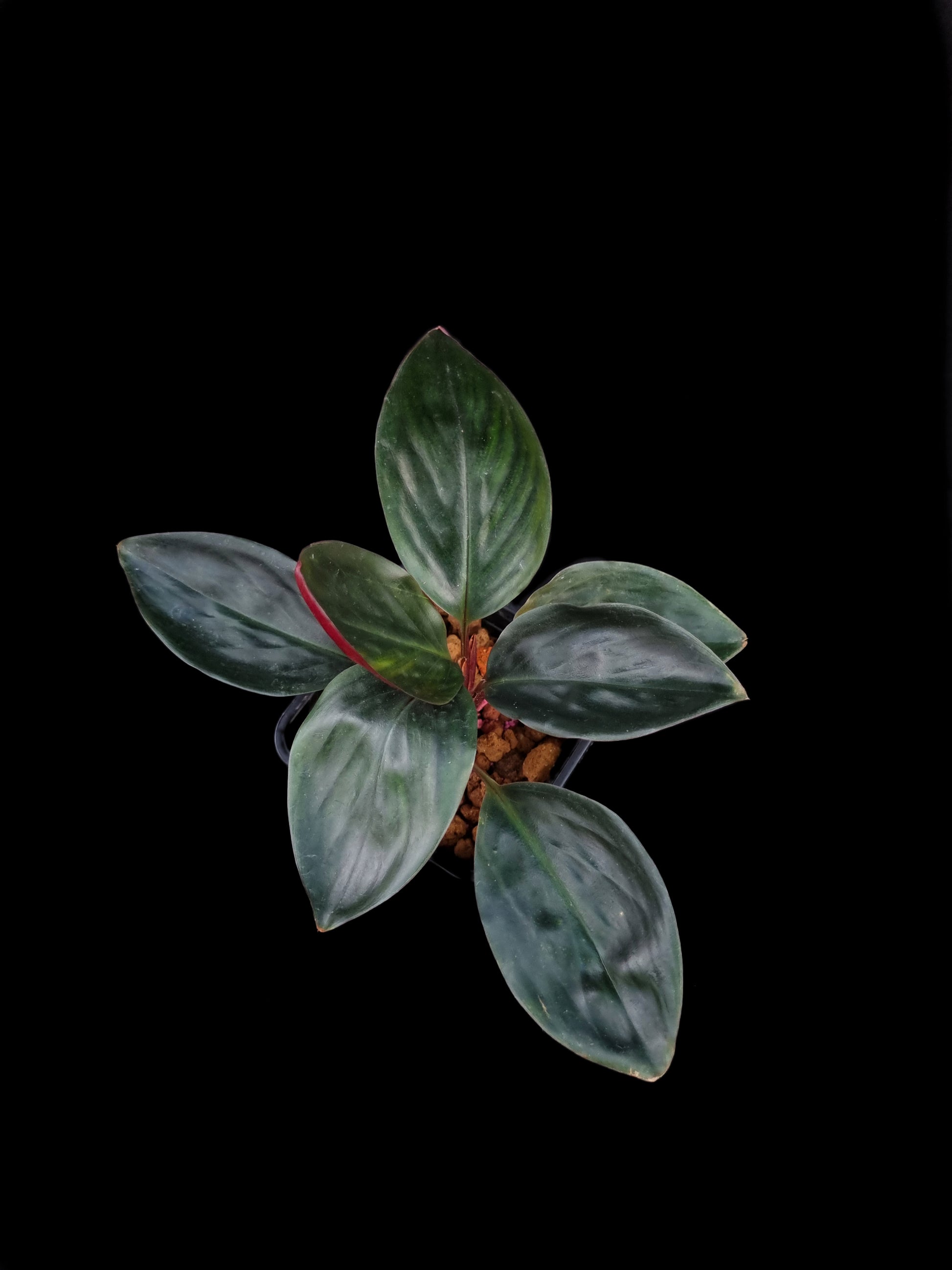 Boesenbergia ornamental ginger jungle terrarium plants sale Singapore potted plant