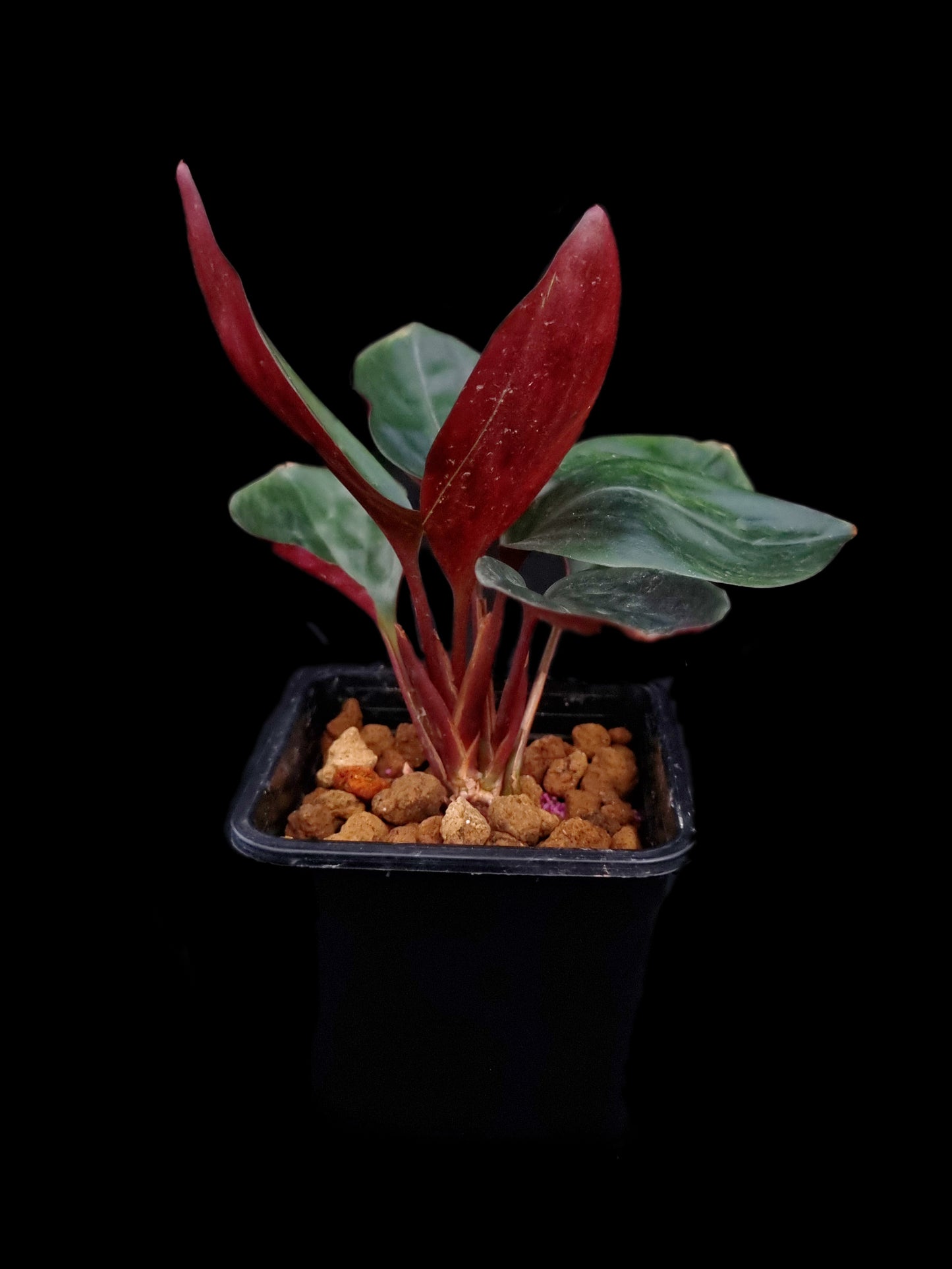 Boesenbergia ornamental ginger jungle terrarium plants sale Singapore potted plant