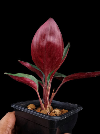 Boesenbergia ornamental ginger jungle terrarium plants sale Singapore potted plant